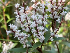 Leucopogon