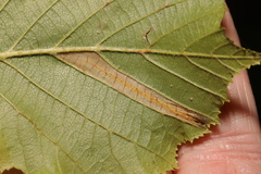 Phyllonorycter nicellii