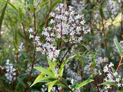 Leucopogon