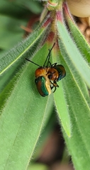 Aporocera