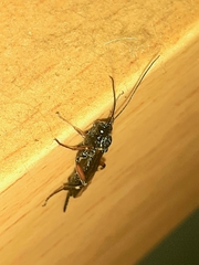 Pimpla turionellae