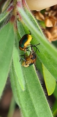 Aporocera