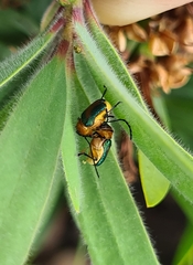 Aporocera