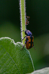 Cymophorus