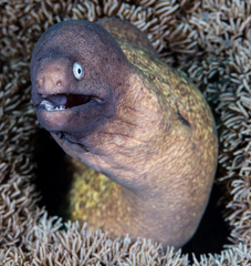 Gymnothorax thyrsoideus