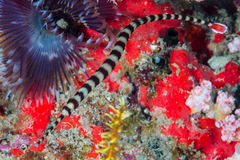 Dunckerocampus dactyliophorus