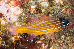 Kupang Cardinalfish photo 2