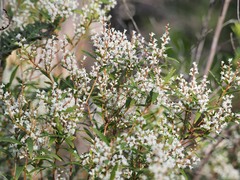 Leucopogon