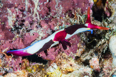 Nembrotha chamberlaini
