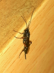 Pimpla turionellae