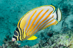 Chaetodon ornatissimus