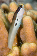 Ecsenius bimaculatus