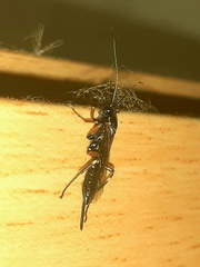 Pimpla turionellae