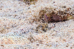 Synodus dermatogenys