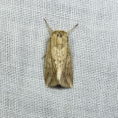 Mythimna decisissima