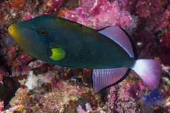 Melichthys vidua
