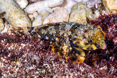 Synchiropus ocellatus