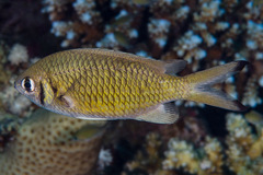 Chromis weberi