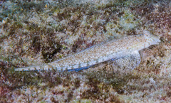 Diplogrammus goramensis