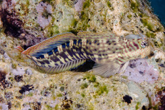 Istiblennius dussumieri