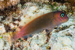 Cirripectes variolosus