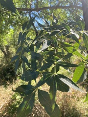 Fraxinus angustifolia