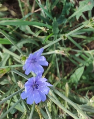 Cichorium intybus