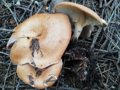 Paralepista flaccida