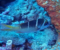 Monotaxis heterodon