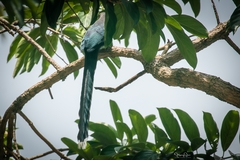 Phaenicophaeus tristis