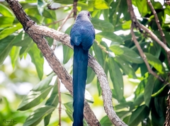 Phaenicophaeus tristis