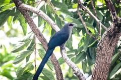 Phaenicophaeus tristis