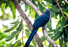 Phaenicophaeus tristis