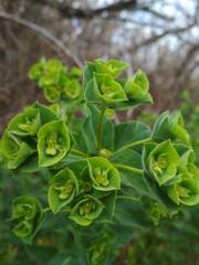 Euphorbia hirsuta