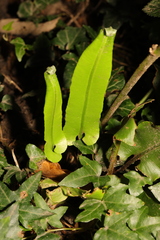 Asplenium scolopendrium scolopendrium