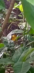 Iole indica