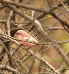 Carpodacus sibiricus