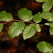 European Beech - Photo no rights reserved, uploaded by Stephen James McWilliam