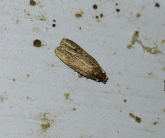 Psilocorsis reflexella