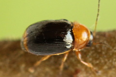 Cryptocephalus pusillus