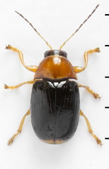 Cryptocephalus pusillus