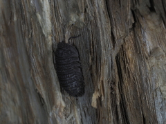 Holoverticata