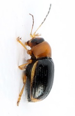 Cryptocephalus pusillus