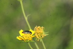 Acmaeodera disjuncta