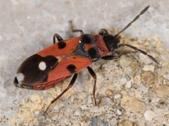 Horvathiolus superbus