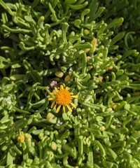 Limbarda crithmoides