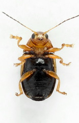 Cryptocephalus pusillus