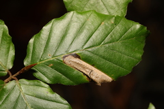 Phyllonorycter maestingella