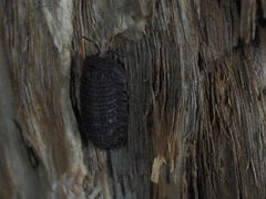 Holoverticata