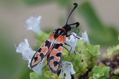 Zygaena fausta